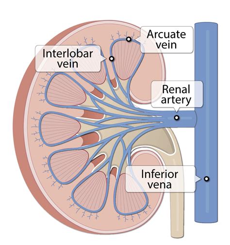 Renal Arteries : Renal Artery Stenosis: Symptoms, Causes & Treatment ...