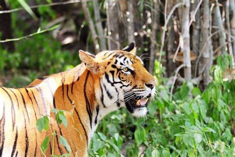 8 Best National Parks In Karnataka For Thrilling Vacay In 2026!