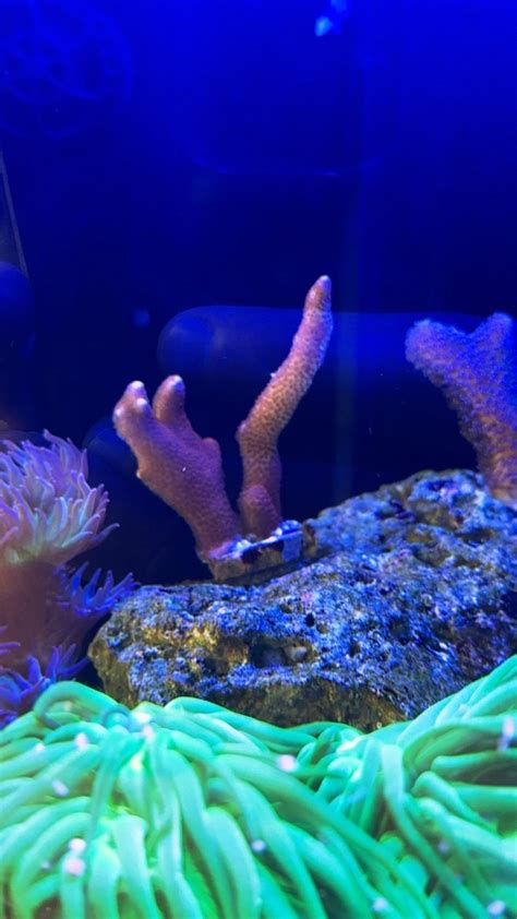 Corals Dying 的图像结果