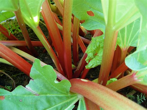Growing Rhubarb - Berkeley Horticultural Nursery Berkeley Horticultural ...