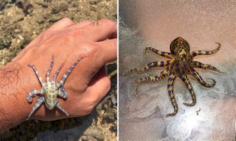 Blue-Ringed Octopus Venom 的图像结果