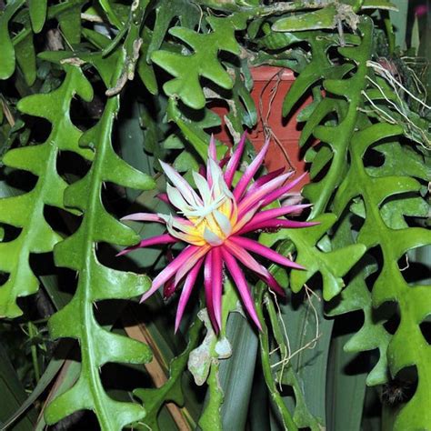 Rick Rack Cactus Plant Online | Zigzag Cactus by myBageecha
