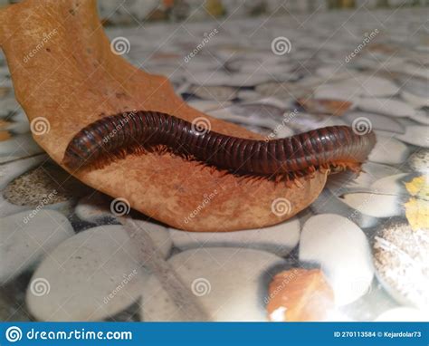 Millipedes stock photo. Image of belong, wildlife, iron - 270113584