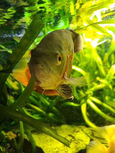 White protruding under belly in demasoni cichlids | Cichlid Fish Forum