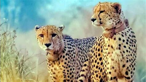 Criticism of Project Cheetah rooted in ideological biases: Government ...