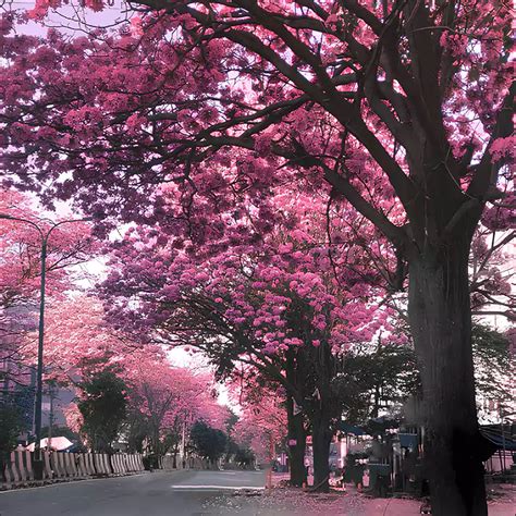 Buy Tabebuia Rosea, Pink Poui - Nursery Nisarga