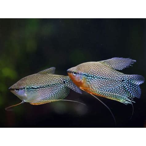 PEARL GOURAMI – Fishykart.in