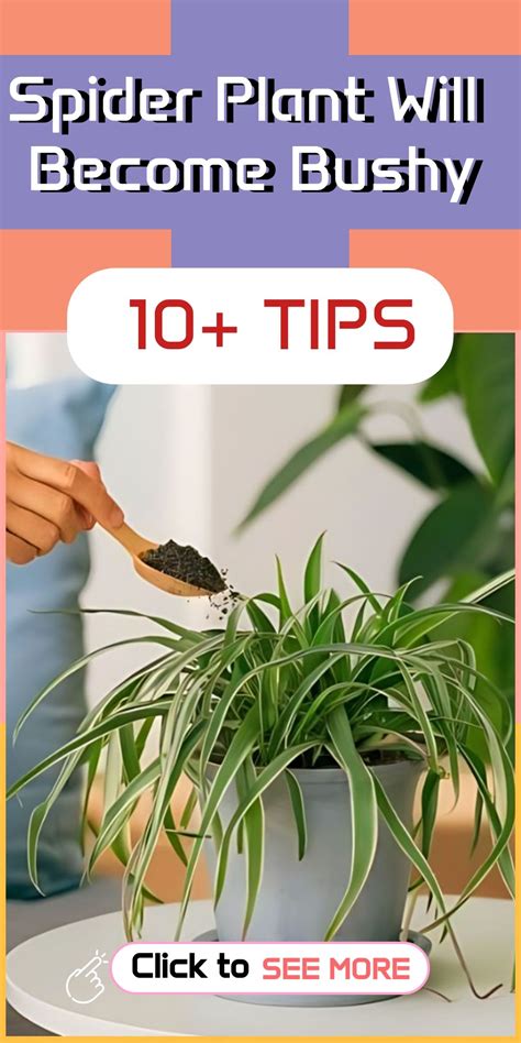 Your Spider Plant Will Become Bushy Thanks to These #10 Tips: | Spider ...