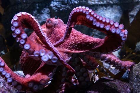 Fans bid farewell to beloved California octopus Ghost as she cares for eggs in final stage of ...