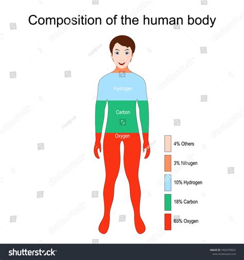 Image result for Human Body Elements