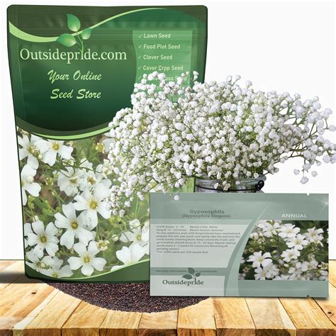 Gypsophila Seeds - White Baby's Breath Drought Tolerant Flower Seed
