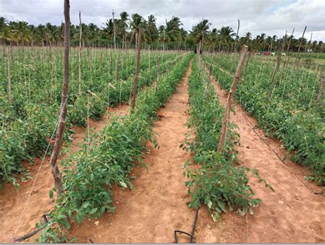 Image result for Fertigation Drip Irrigation