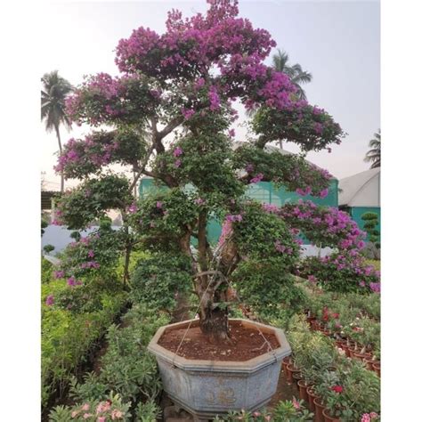 Bogan Bel Plant Manufacturer, Supplier from Indore
