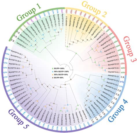 Characterization of the HSP70 Gene Family and Its Expression Under Heat ...