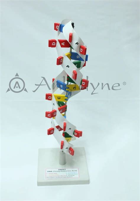 DNA Model Kit 的图像结果