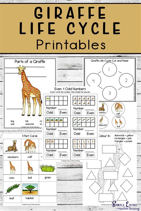 Giraffe Life Cycle Printables - Simple Living. Creative Learning