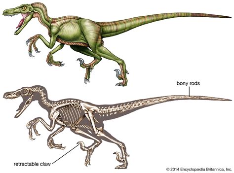Dinosaur - Tetanurae, Reptiles, Extinction | Britannica