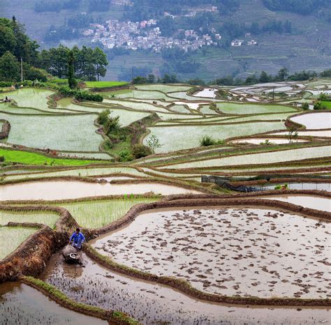 How Is Rice Processed 的图像结果