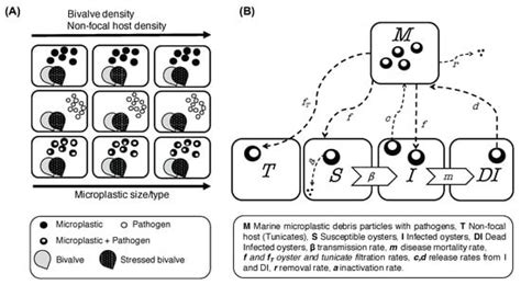 JMSE | Special Issue : Microplastic Pollution in the Ocean