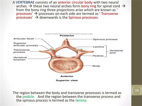 Skeletal system d.ph1-athira | PPTX