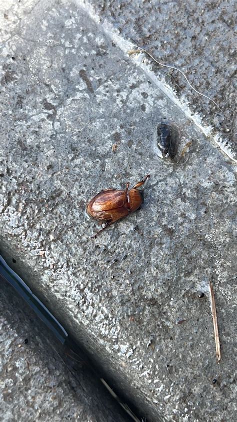 Located in Midwest (Northern Kentucky) Beetle or Roach? : r/whatbugisthis