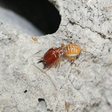 Image result for Termite Update