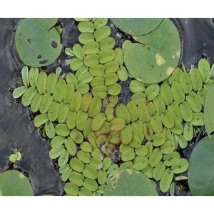 Salvinia Natans – Fishykart.in
