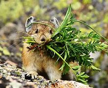 Image result for What Is the World's Cutest Animal