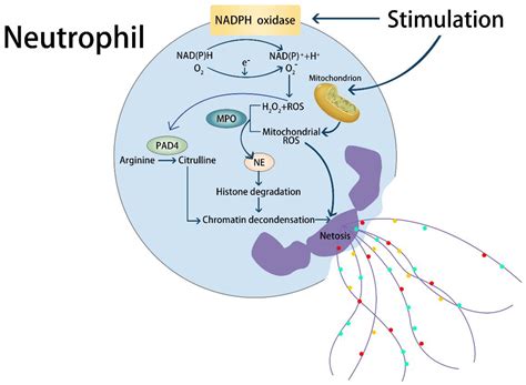Endothelial Dysfunction Induced by Extracellular Neutrophil Traps Plays ...