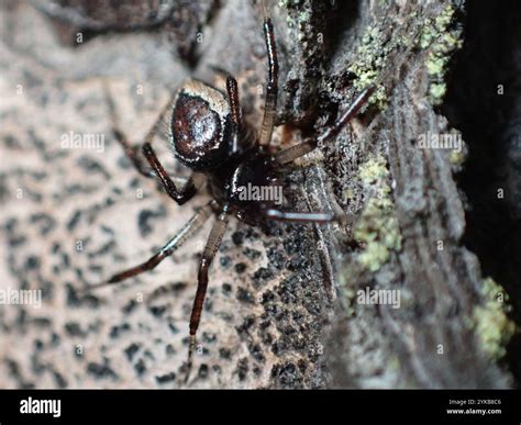 Ant-eating Spiders (Euryopis Stock Photo - Alamy