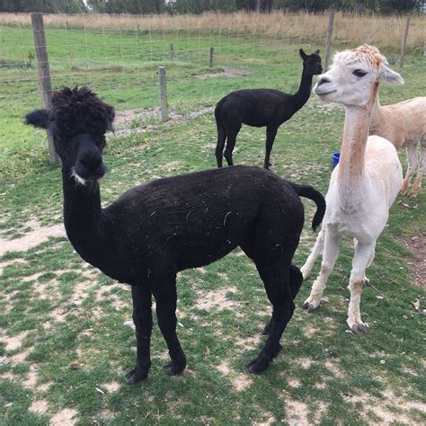 ALPACA WALKS - All You Need to Know BEFORE You Go 2026 (with Photos ...