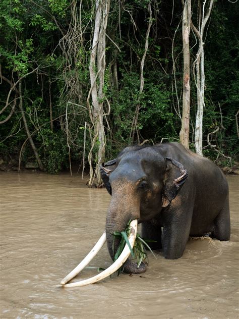 Download Black Elephant With Long Tusks Iphone Wallpaper | Wallpapers.com