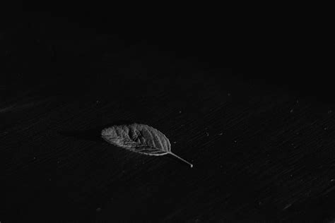 Download Black Desktop Leaf Wallpaper | Wallpapers.com