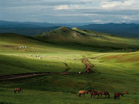 Mongolian Steppe Animals