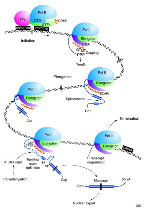 RNA Processing Steps 的图像结果