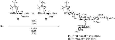 A New Chemical Approach to Human ABO Histo-Blood Group Type 2 Antigens