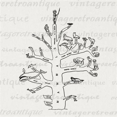 Evolution Chart All Animals 的图像结果