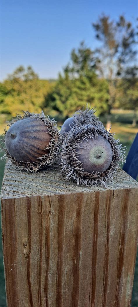 5x Natural Bur Oak Acorns (quercus Macrocarpa) With Caps! (burr Oak ...