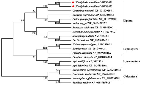 Characterization and Expression of Two Cytoplasmic Phosphoenolpyruvate ...