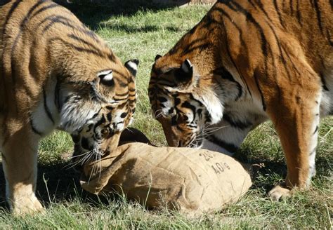 Tigers Rafik, Mirza & Zita - FELIDA Big Cat Sanctuary - a project by ...
