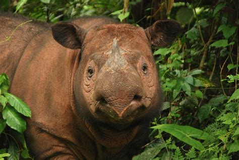 Sumatran Rhino Facts | Anatomy, Diet, Habitat, Behavior - Animals Time