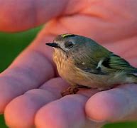 Image result for Smallest Cutest Animals