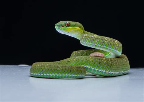 King Python 的图像结果