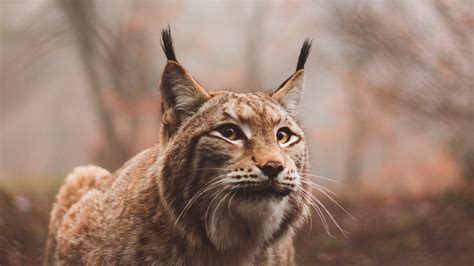 Download wallpaper 1920x1080 lynx, predator, large cat, sits full hd ...