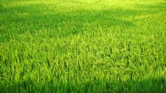 春季田野间一颗颗绿油油的秧苗农民的希望