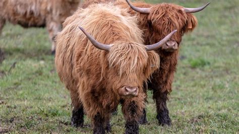 28 Fascinating Facts About Highland Cows You Should Know