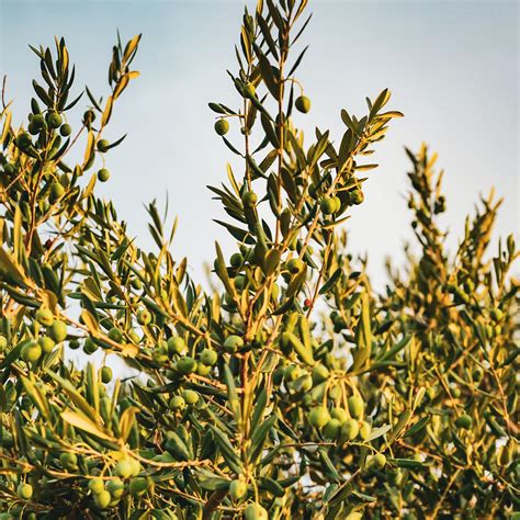 Olive | Arbequina - Buy Now from Fruit Tree Cottage