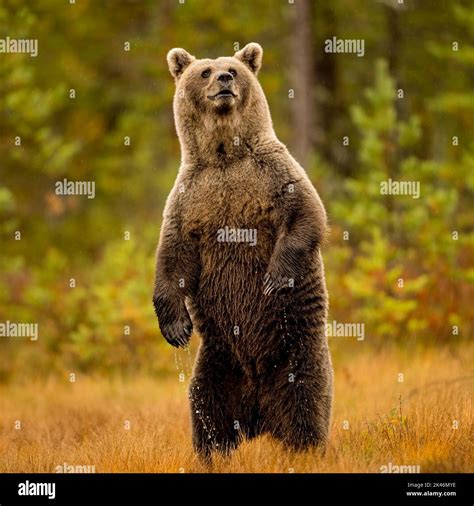 Wildlife in Finland. Bears, Wolverine and birds Stock Photo - Alamy