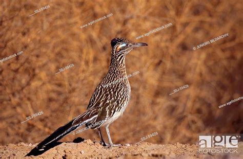 Lesser RoadRunner 的图像结果
