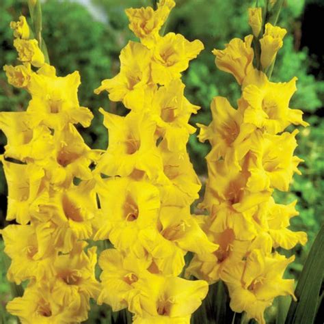 Gladiolus – ChhajedGarden.com